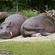 Hippos resting on their bellies.